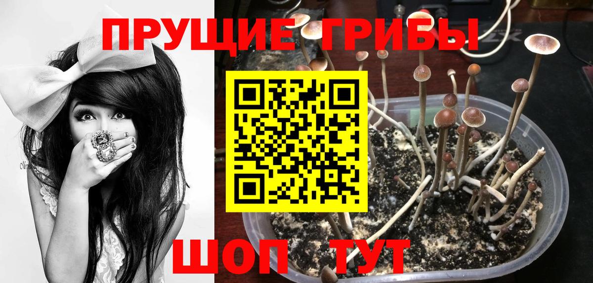 Галлюциногенные грибы Cubensis Ревда